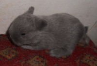 /album/fenykepgaleria/evet-alom-kek-1-jpg/